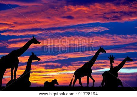 Zebra And Giraffes Resting In The Sunset