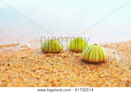 Group Of Green Sea Urchin Shells On Sandy Beach