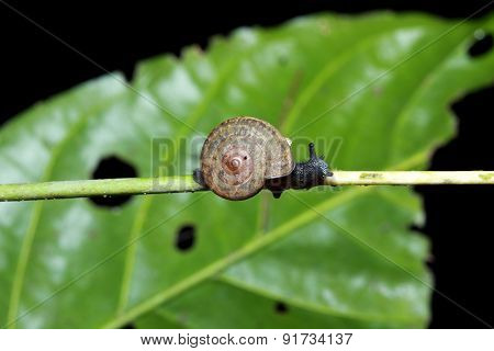 Snail on a tree in the forest.