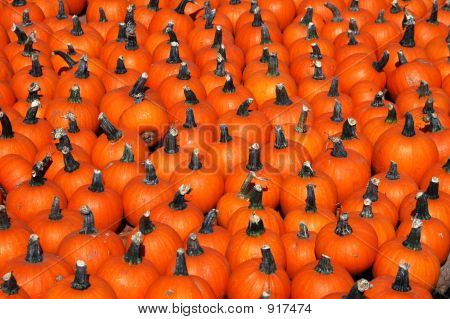 Halloween Squash