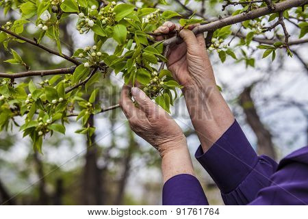 An Elderly Woman Model In The Garden