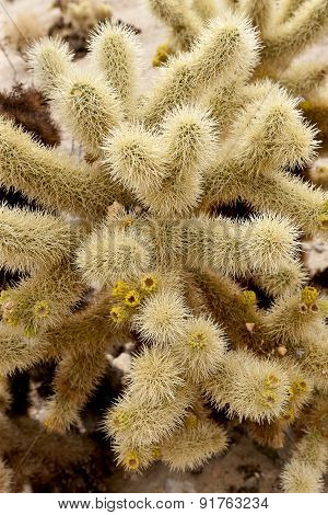 Jumping Cholla Cactus