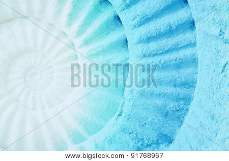 Color Of Ammonite Prehistoric Fossil.