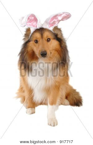 Pâques mignon chien