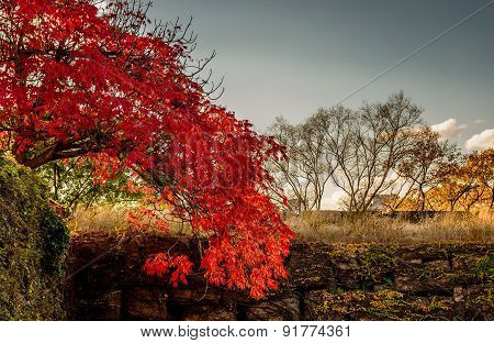 Maple Leaves in Winter