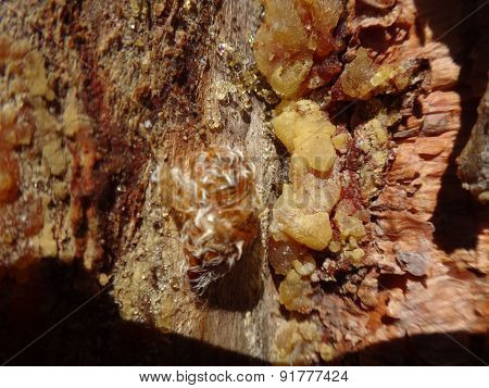 A drop of resin on the trunk