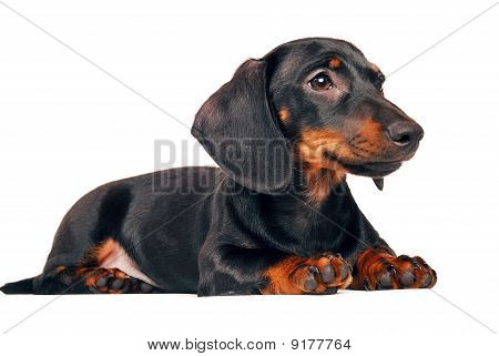 daschund giovane cucciolo