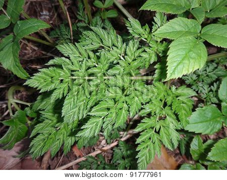Grass in the spring