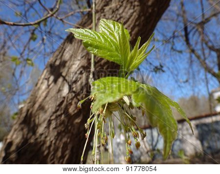 A branch of trees