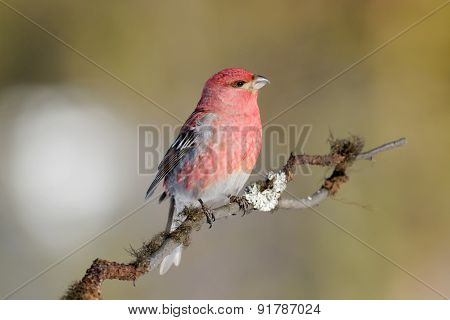 Grosbeak on branch