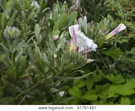 Shrubby Or Silvery Convolvulous