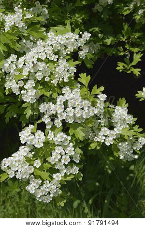 May Or Hawthorn Blossom