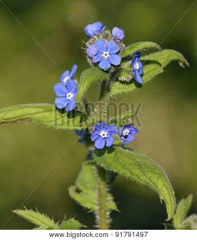Green Alkanet