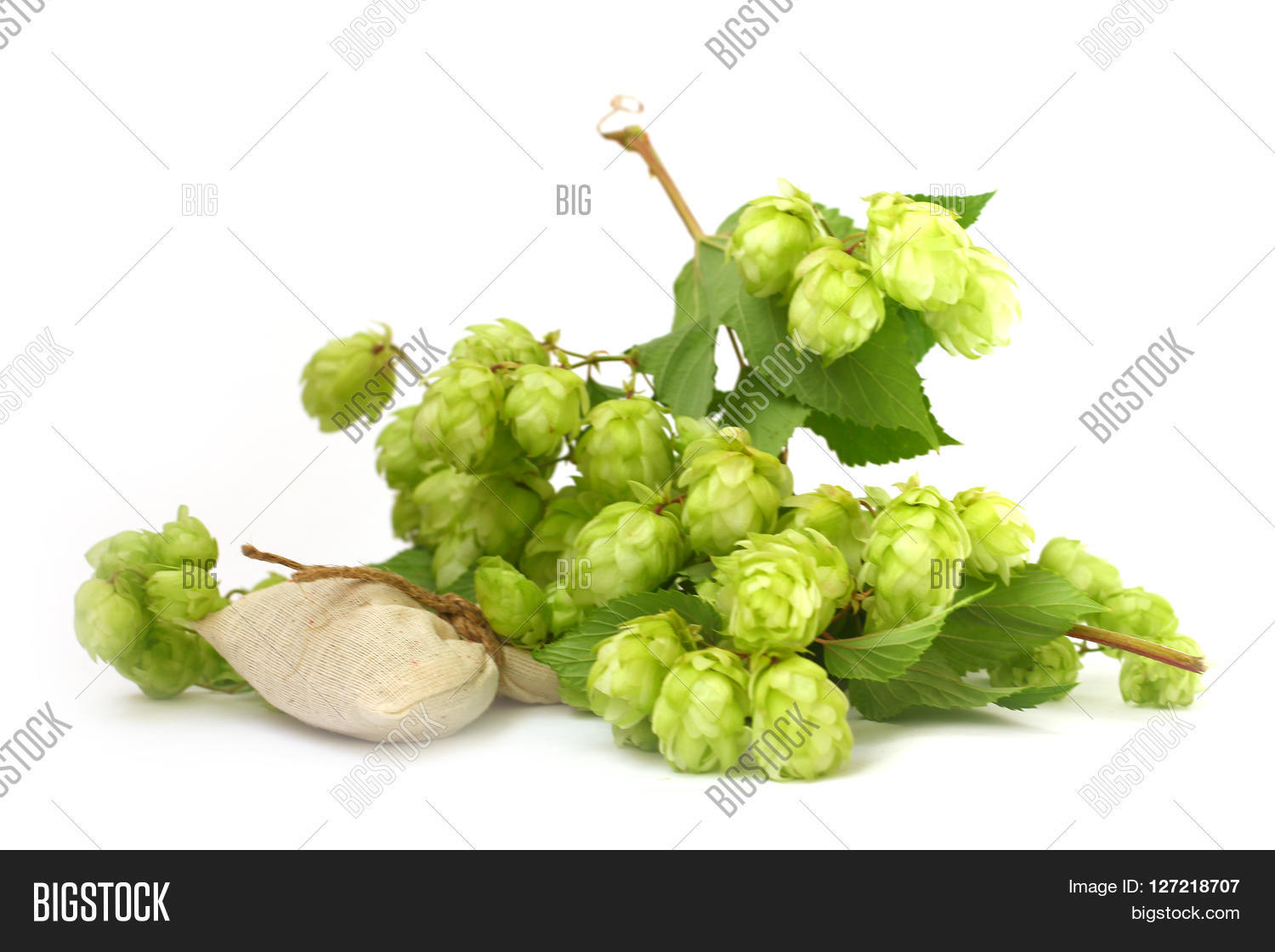 Ripe Buds Leaves Wild Image & Photo (Free Trial) | Bigstock