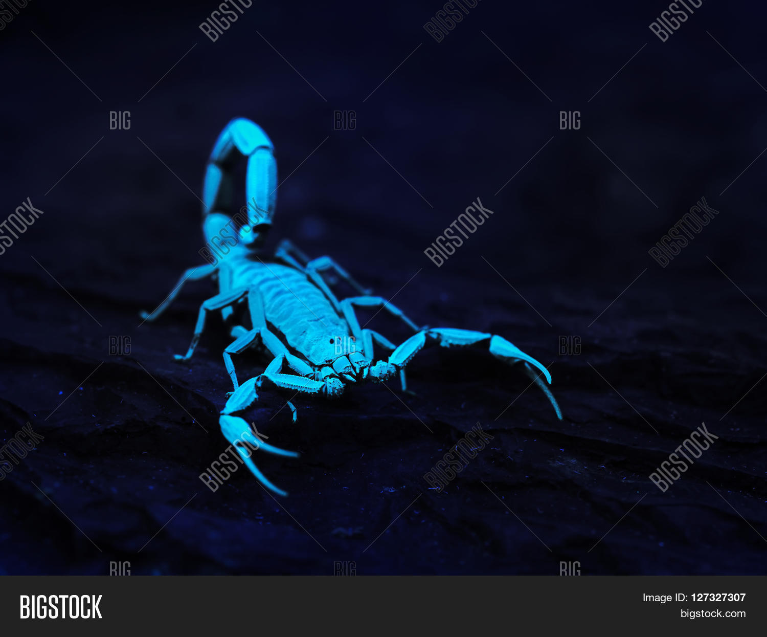 Bright Blue Scorpion Image & Photo (Free Trial) Bigstock