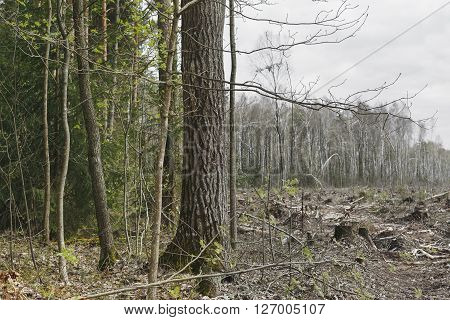deforestation, lifeless part of the forest ecology. stumps and fallen trees on the backdrop of surviving forest.