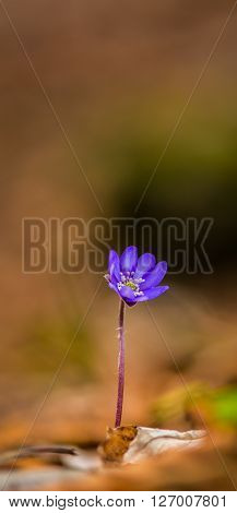 Artistic blur effect of beautiful wild blue jewel flowers, Hepatica transsilvanica in the forest, on a sunny spring day
