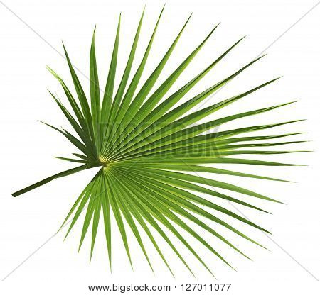 Palm tree leaf isolated on white background