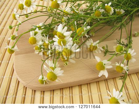 Freshly picked chamomile on wooden cutting board
