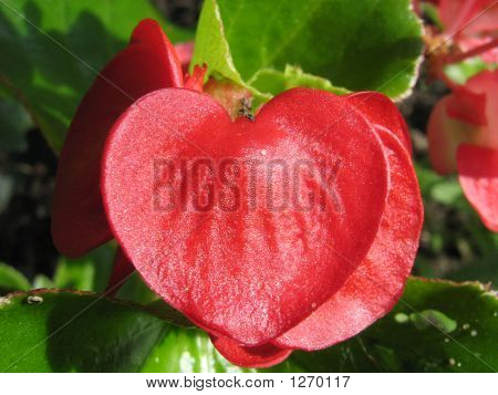 Blume des Herzens