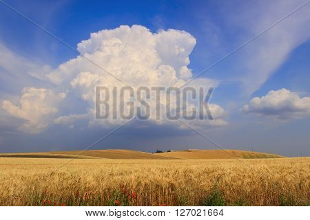 RURAL LANDSCAPE SUMMER.Between Apulia and Basilicata: hilly landscape with wheat field dominated by a cumulus cloud (ITALY).Farmhouse in field of ripe wheat.