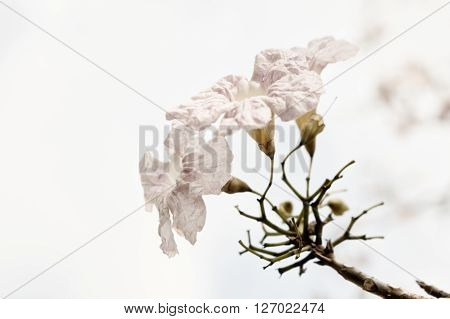 beautiful pink flowers with over light background Pink Trumpet shrub
