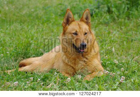 Young mixed breed dog having rest in the spring grass