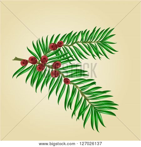 Yew branches with red berries isolated nature background vector illustration