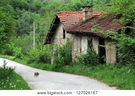 Abandoned watermill and a kitten on the dirt road in the Balkans