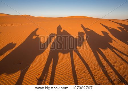 Camal caravan on a Nomad trip through sand desert