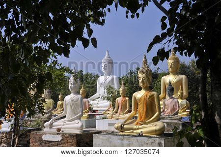 Buddha