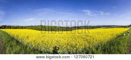Spring Countryside Of Yellow Rapeseed Fields In Bloom