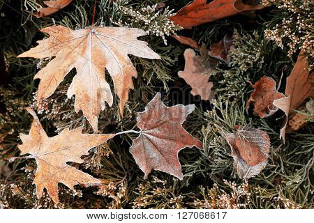 Pile of different dry leaves underfoot