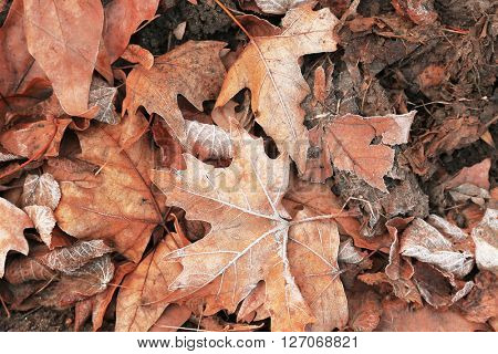 Pile of different dry leaves underfoot