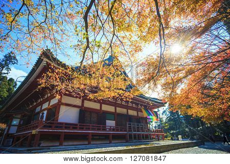 Autumn Colors In Japan, Beautiful Autumn Leaves
