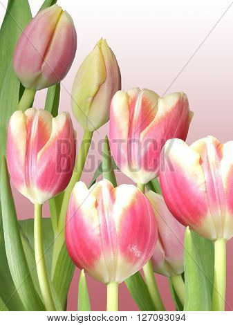 Delicate floral pattern. Pink tulips. Isolated. Macro