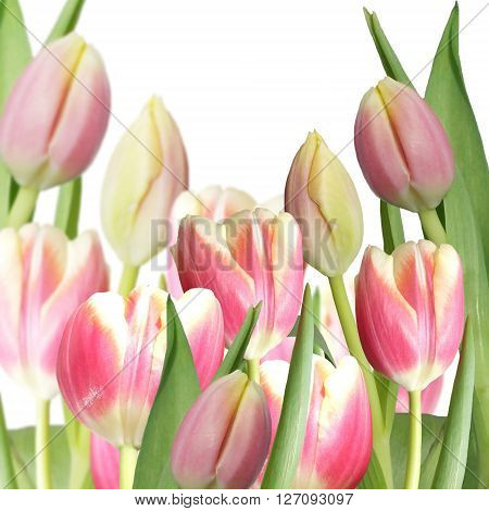 Delicate floral pattern. Pink tulips. Isolated. Macro