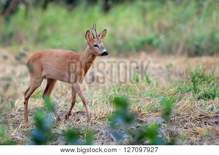 Roebuck in the wild in the forest