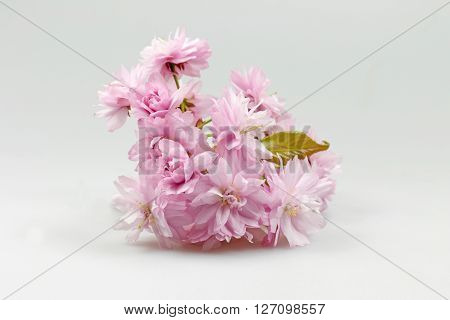 Blossoming pink cherry twig closeu on the gray background
