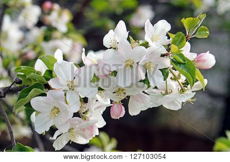 Bloming branch of apple tree (spring blossom)