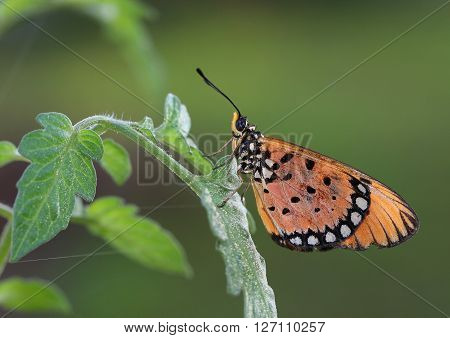 Solitary common tiger butterfly resting on a branch