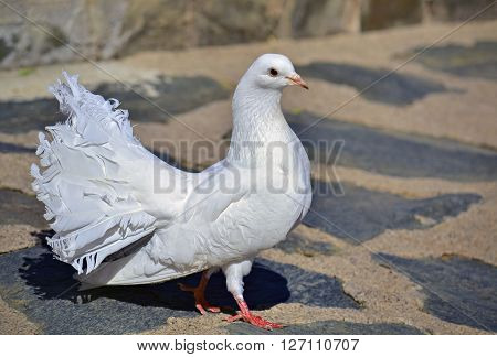 Closeup of a beautiful white dove standing on the pavement