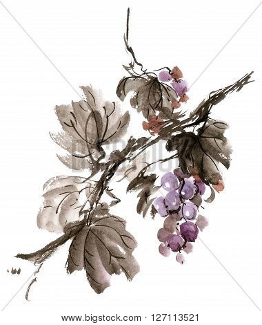 Watercolor and ink illustration of grapevine. Gohua sumi-e u-sin painting.