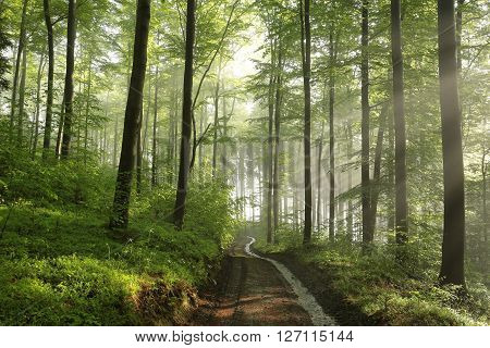 Spring forest path landscape Nature sunrise Nature sun landscape Nature background Nature landscape woods trees Nature background Nature landscape mist Nature background misty Nature landscape light Nature landscape Nature landscape Nature background.