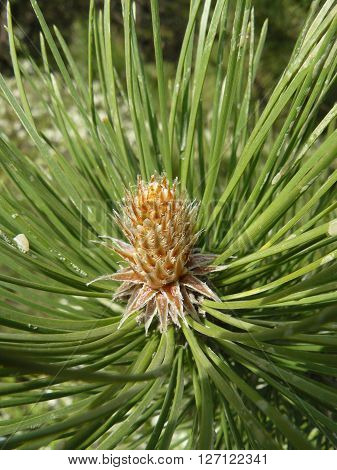 Pine bud
Spring in the forest pines were fragrant resinous buds.