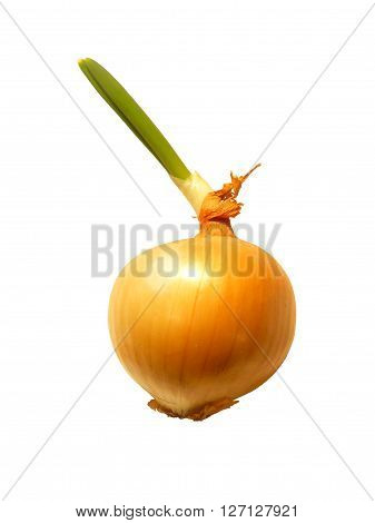 Bulb
Golden onion - an indispensable ingredient in many dishes.