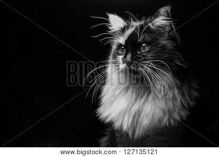 Confident cat looking out of the screen on a black background
