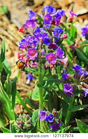 The softest lungwort ( Pulmonaria mollis ). Medicinal wild plants of Siberia