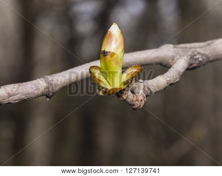 Horse-chestnut aesculus hippocastanum bud on branch with bokeh background macro selective focus shallow DOF
