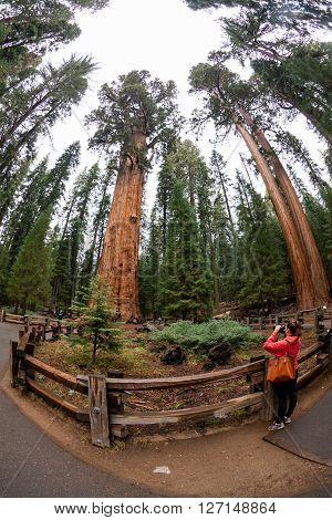 Girl in Sequoia National Park in California, summer 2015